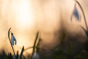 Schneeglöckchen bei Sonnenuntergang | Goldglanz