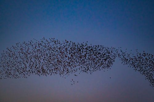 Starling murmuration with flying birds in the sky during sunset by Sjoerd van der Wal Photography