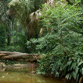 Rain forest, sur J. van Schothorst