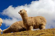The alpaca, the camel of the Andes by Gerhard Albicker thumbnail