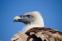 Griffon vulture