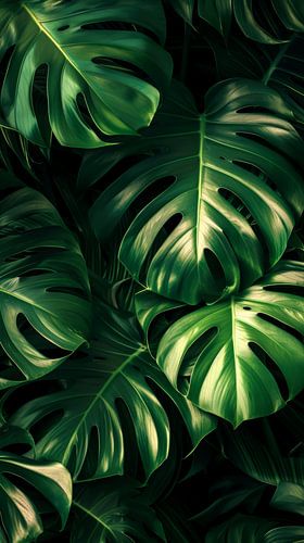 Levendige Monstera's