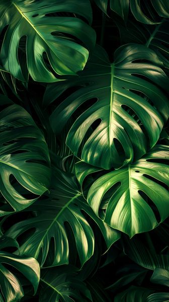 Lebendige Monstera&#039;s von ByNoukk