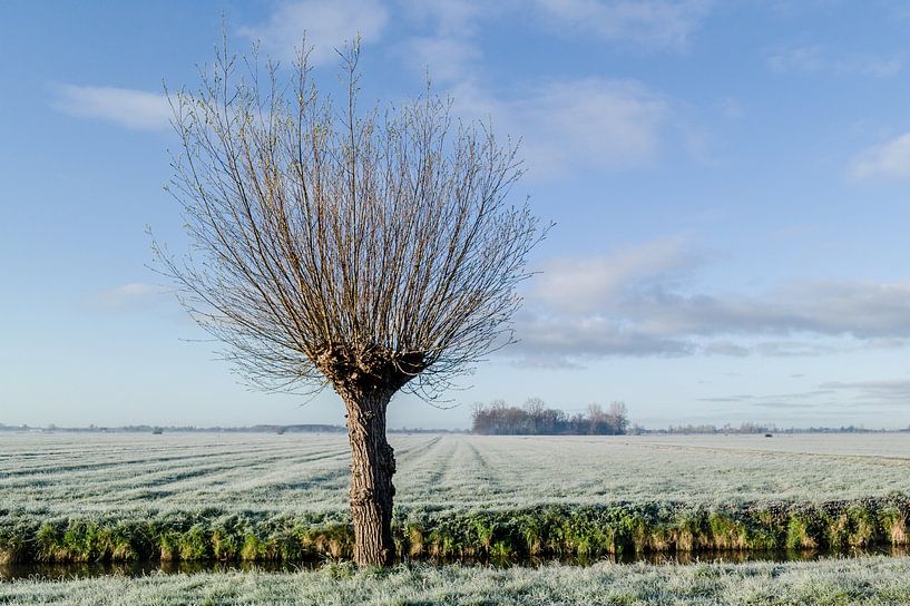 Flachlandpolder gefrostet von Timo Bergenhenegouwen