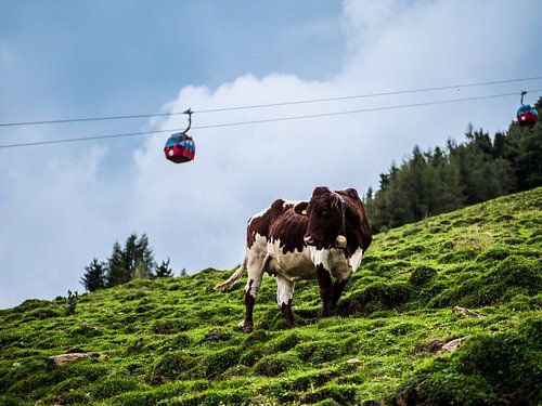 Mountain cow