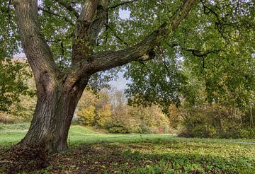 Het doorkijkje van Ellen Weidenaar