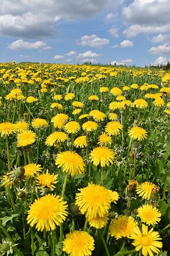 Een paardebloemgebied in bloei