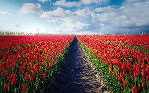 Symmetry of Tulips von Loris Photography