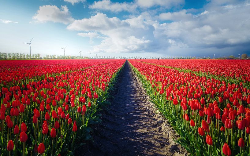 Tulpen symmetrie par Loris Photography