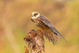 Rotfußfalke (Falco vespertinus)