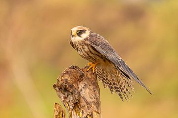 Rotfußfalke (Falco vespertinus) von Gert Hilbink