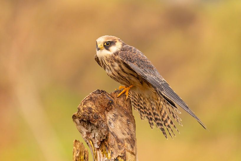 Red-legged falcon (Falco vespertinus) by Gert Hilbink