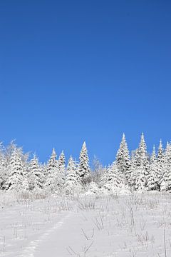 Een besneeuwd bos na de storm van Claude Laprise