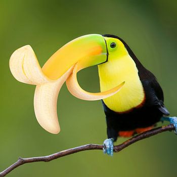 Grappige Toekan, surrealistische creatie met banaan