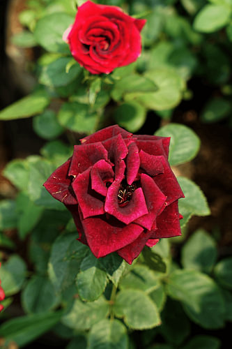 Black Baccara Rose