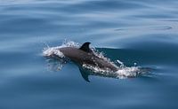 Dolphin van Paul Optenkamp thumbnail