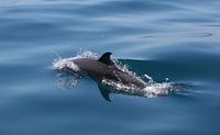 Dolphin