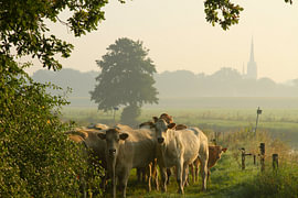 Cows in the misty Markdal valley in Breda by Cornelis Heijkant