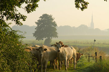 Kühe im nebligen Markdal bei Breda