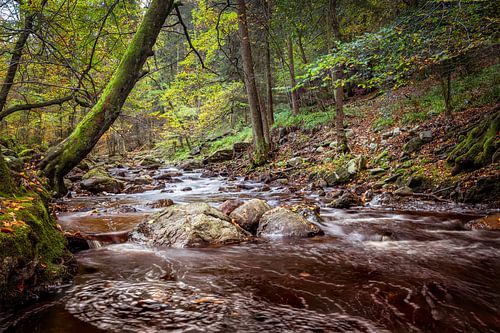 Die Hoëgne im Herbst von Walter Roost