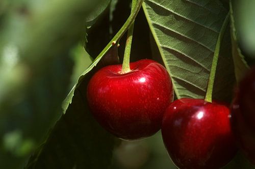 kersen met blad