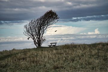 Arbre plié par le vent avec banc sur une falaise au bord de la mer. sur Martin Köbsch