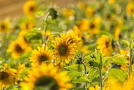 Zonnebloemen in een Zonnebloemenveld van John Kreukniet thumbnail