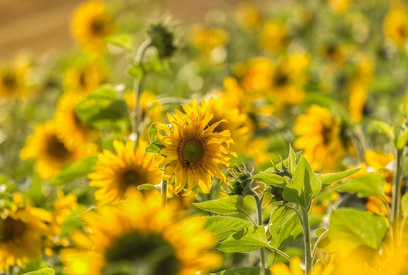 Zonnebloemen in een Zonnebloemenveld von John Kreukniet