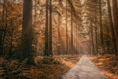 Autumn in the forest