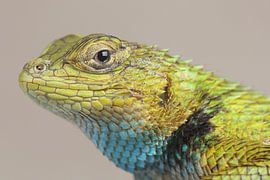 Green Spiny Lizard (Sceloporus malachiticus) by Ronald Pol
