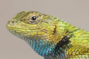 Raie émeraude (Sceloporus malachiticus)