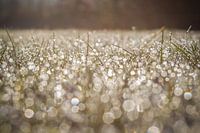 Early morning dew