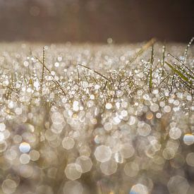 Early morning dew by Aiji Kley