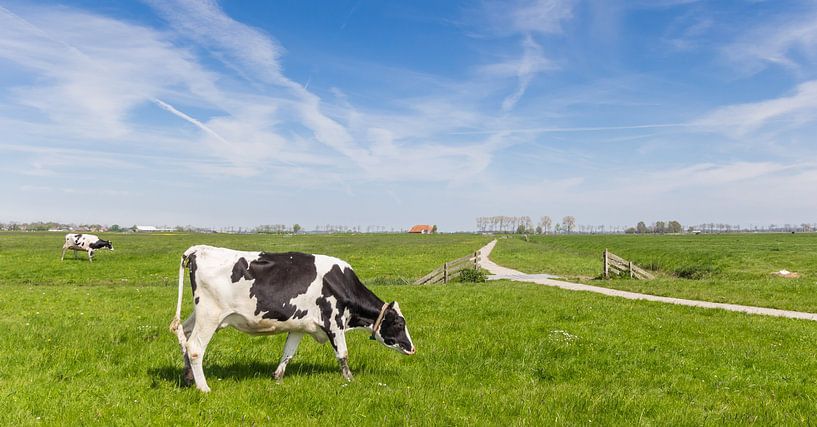 A black and white cow stands at a bicycle path in Groningen by Marc Venema