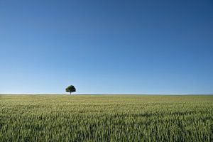 De eenzame boom in het veld van Marc-Sven Kirsch