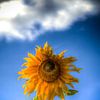 Un tournesol tendu vers le ciel d'un bleu éclatant sur Luc V. de Zeeuw