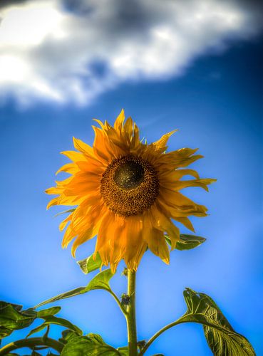 Een zonnebloem die naar de stralend blauwe lucht reikt