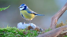 Blue tit by Sabrina de Vries