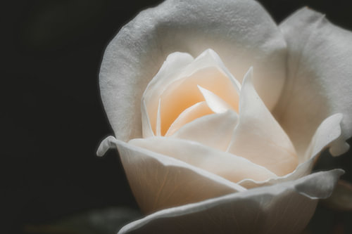 Sérénité dans l'ombre - Élégante rose blanche