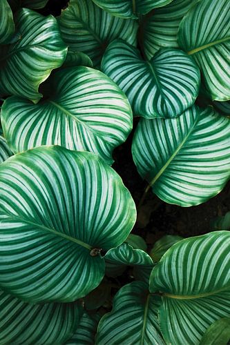 Tropical leaves by Redlum