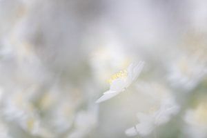 Bosanemoon von Ingrid Van Damme fotografie