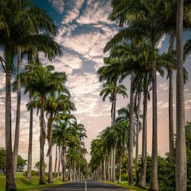 l'Allée Dumanoir, palmenlaan in het Caribisch gebied op Guadeloupe van Fotos by Jan Wehnert