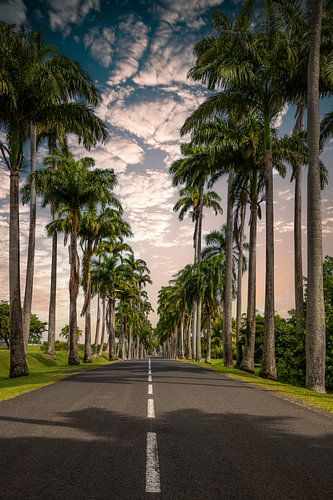 l'Allée Dumanoir, palmenlaan in het Caribisch gebied op Guadeloupe