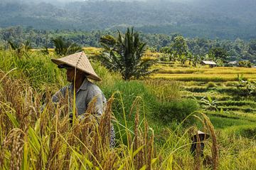 Oogsters in de rijstvelden van Jatiluwih