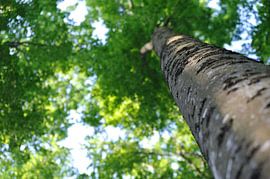 Arbre