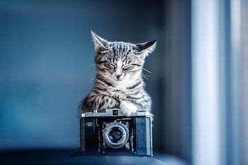 De schattige kitten fotograaf van Felicity Berkleef