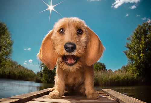 Lachende hond van natasja noordervliet