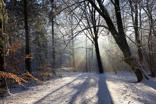 Zonnestralen in sneeuw