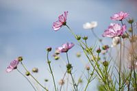 Veld met bloemen 2