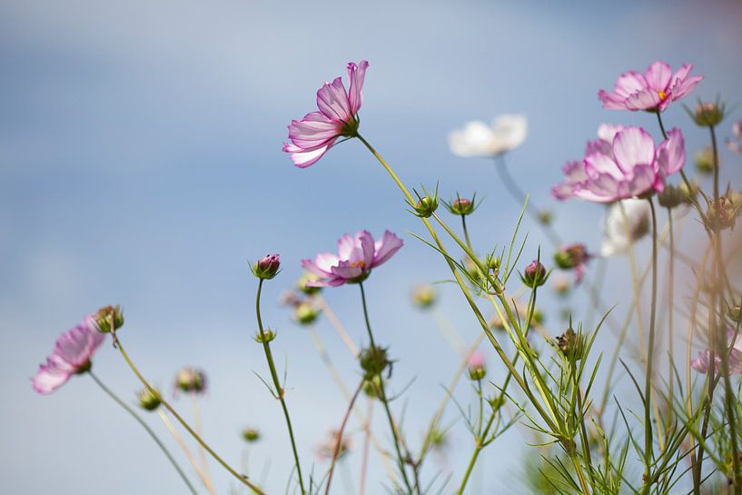 Blumen in Feld 2 von Esther Erkelens